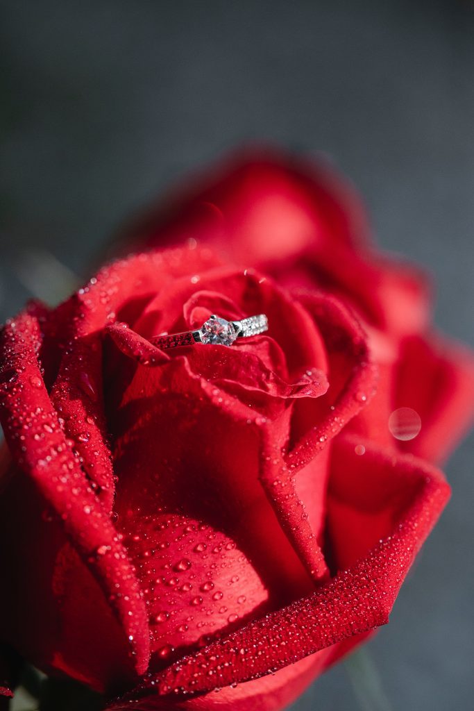 將求婚鑽戒藏在稍微閉合的玫瑰花中