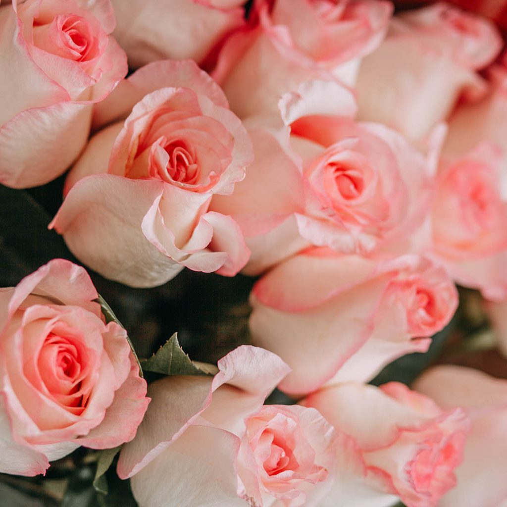 玫瑰顏色粉紅色代表悸動的愛。