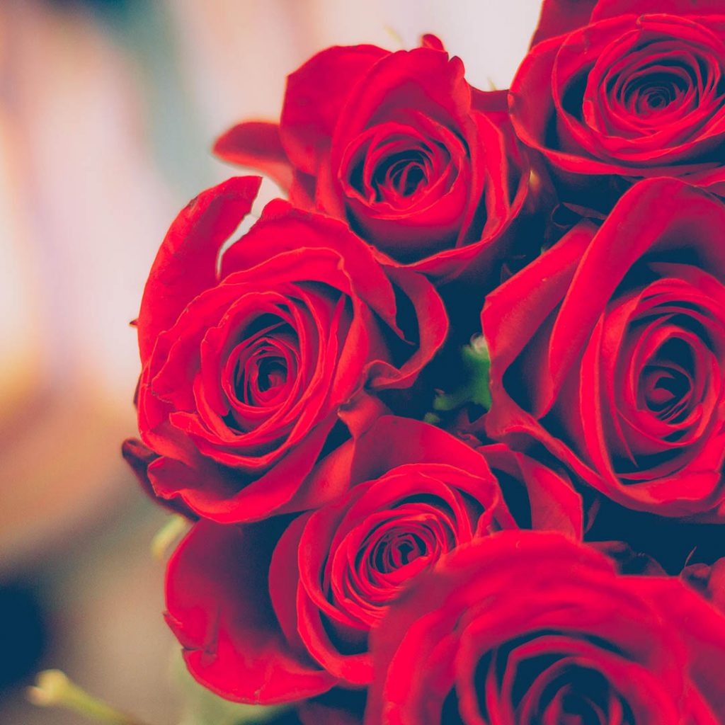 玫瑰顏色紅色象徵愛情。