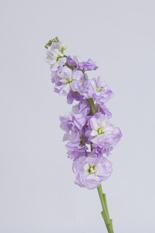 紫羅蘭求婚花束