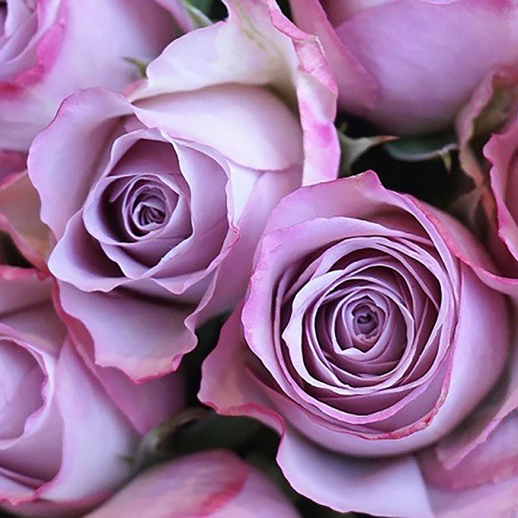玫瑰顏色紫色代表高貴。